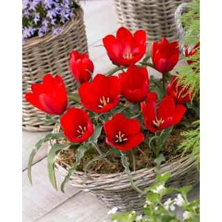 Tulipan wilsoniana - GIGA paczka! - 250 szt.