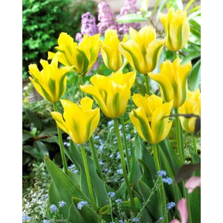 Tulipan Yellow Springgreen - GIGA paczka! - 250 szt.