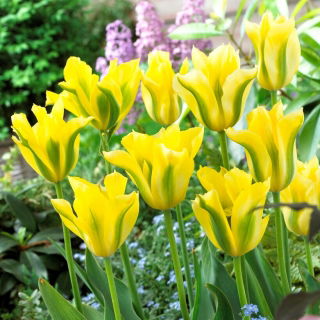 Tulipan Yellow Springgreen - GIGA paczka! - 250 szt.