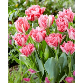 Tulipan Crispion Sweet - 5 szt.