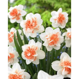 Narcyz Easter Beauty - 5 szt.