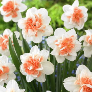 Narcyz Easter Beauty - GIGA paczka! - 250 szt.