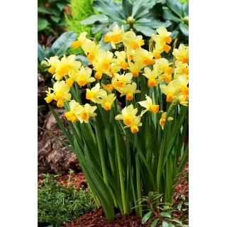 Narcyz Spring Sunshine - GIGA paczka! - 250 szt.