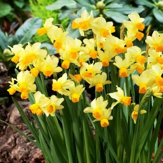 Narcyz Spring Sunshine - 5 szt.