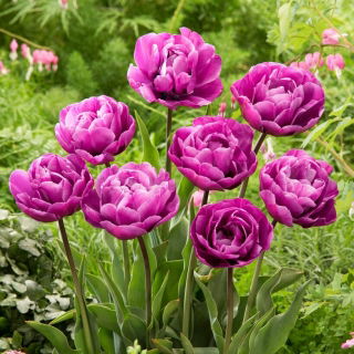 Tulipan Blue Diamond - duża paczka! - 50 szt.