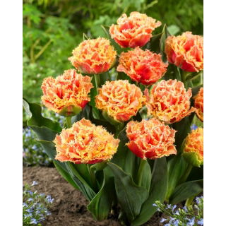 Tulipan Brisbane - duża paczka! - 50 szt.
