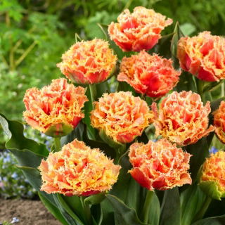 Tulipan Brisbane - 5 szt.
