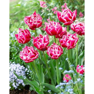 Tulipan Columbus - GIGA paczka! - 250 szt.