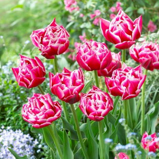 Tulipan Columbus - duża paczka! - 50 szt.