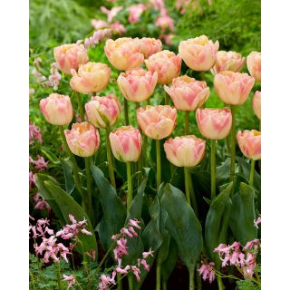 Tulipan Creme Upstar - duża paczka! - 50 szt.