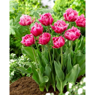 Tulipan Pink Cameo - 5 szt.