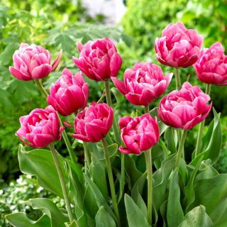 Tulipan Pink Cameo - 5 szt.