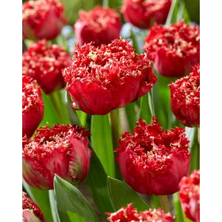 Tulipan Qatar - duża paczka! - 50 szt.