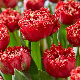 Tulipan Qatar - duża paczka! - 50 szt.