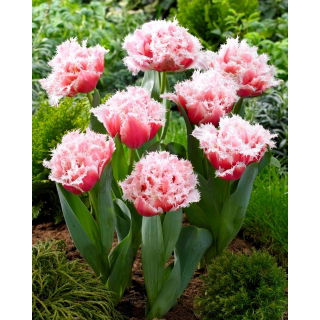 Tulipan Queensland - duża paczka! - 50 szt.