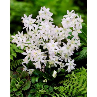 Cebulica Miszczenki - Scilla mischtschenkoana Tubergeniana - 5 szt.