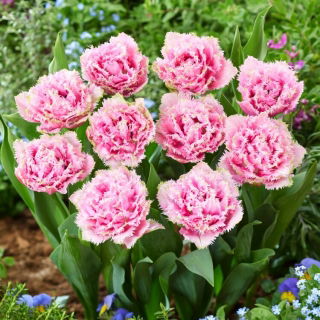 Tulipan Cairns - GIGA paczka! - 250 szt.