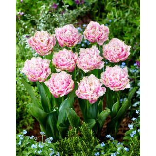 Tulipan Perth - GIGA paczka! - 250 szt.