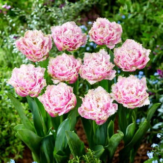 Tulipan Perth - GIGA paczka! - 250 szt.