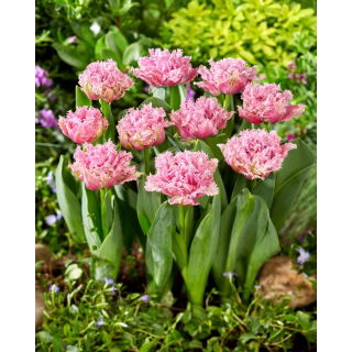 Tulipan Newcastle - 5 szt.
