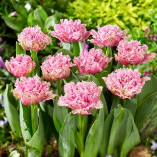 Tulipan Newcastle - 5 szt.