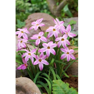 Ipheion - Ifejon - Tessa - 10 szt.