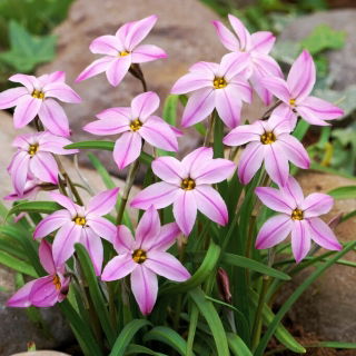 Ipheion - Ifejon - Tessa - 10 szt.