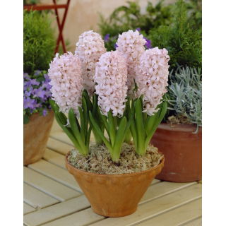 Hiacynt China Pink - GIGA paczka! - 150 szt.