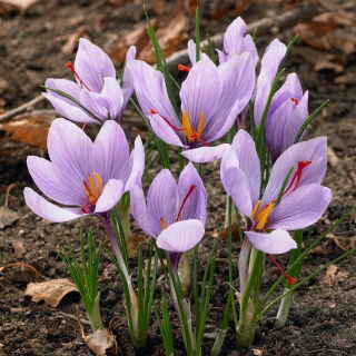 Krokus Sativus - Szafran - GIGA paczka! - 500 szt.