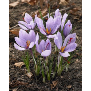 Krokus Sativus - Szafran - GIGA paczka! - 500 szt.