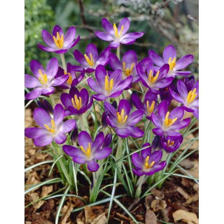 Krokus Whitewell Purple - GIGA paczka! - 500 szt.