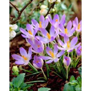 Krokus Lilac Beauty - GIGA paczka! - 500 szt.