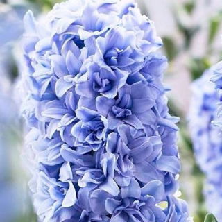 Hiacynt Blue Tango - pełny - GIGA paczka! - 150 szt.
