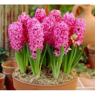 Hiacynt Pink Pearl - GIGA paczka! - 150 szt.