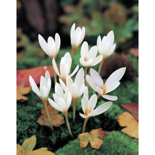 Krokus Jesienny Ochroleucus - GIGA paczka! - 500 szt.