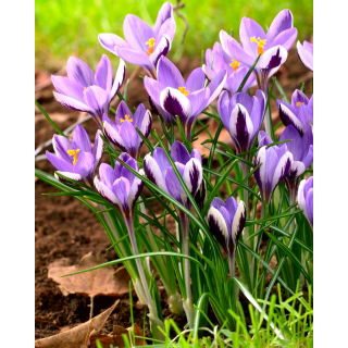 Krokus Spring Beauty - GIGA paczka! - 500 szt.