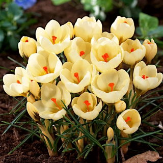 Krokus Cream Beauty - GIGA paczka! - 500 szt.