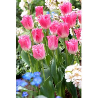 Tulipan Fancy Frills - GIGA paczka! - 250 szt.