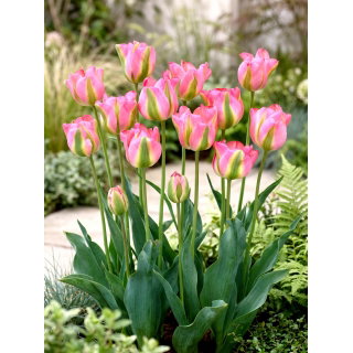 Tulipan Groenland - GIGA paczka! - 250 szt.
