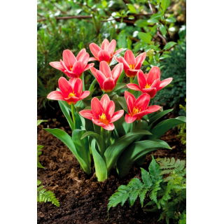 Tulipan Fashion - GIGA paczka! - 250 szt.