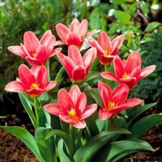 Tulipan Fashion - GIGA paczka! - 250 szt.