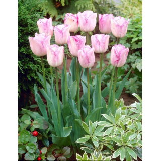 Tulipan Shirley - GIGA paczka! - 250 szt.