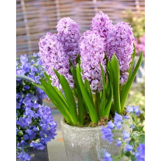 Hiacynt Splendid Cornelia - GIGA paczka! - 150 szt.