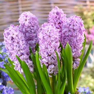 Hiacynt Splendid Cornelia - GIGA paczka! - 150 szt.