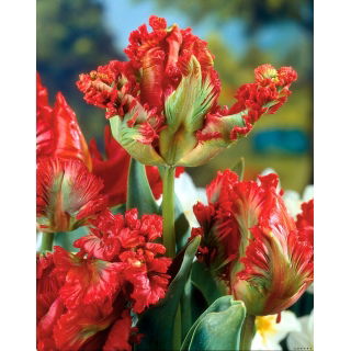Tulipan papuzi - Exotic Parrot - GIGA paczka! - 250 szt.