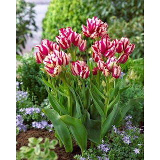 Tulipan Flaming Club - GIGA paczka! - 250 szt.