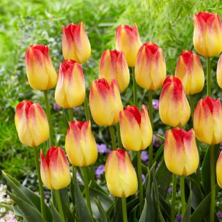 Tulipan Suncatcher - GIGA paczka! - 250 szt.