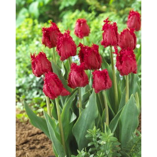 Tulipan Barbados - GIGA paczka! - 250 szt.