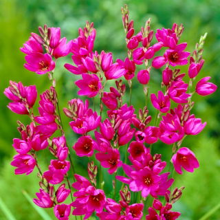 Ixia - Iksja Mabel - GIGA paczka! - 1250 szt.