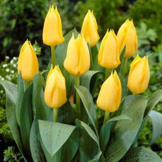Tulipan niski żółty - Greigii yellow - GIGA paczka! - 250 szt.